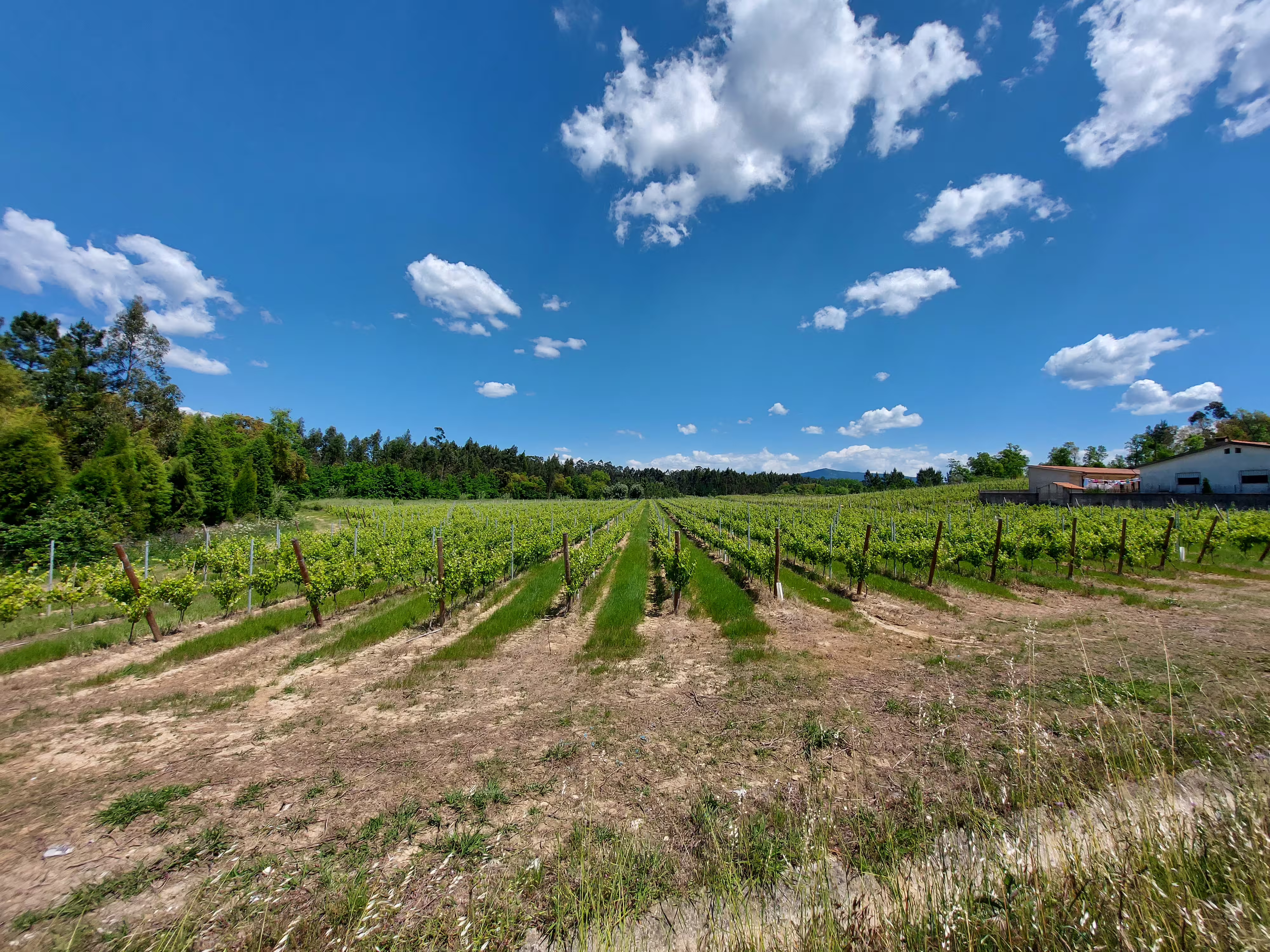 Scenic vineyard under a bright blue sky in Aveiro, Portugal, showcasing lush grapevines for sparkling wine tours.