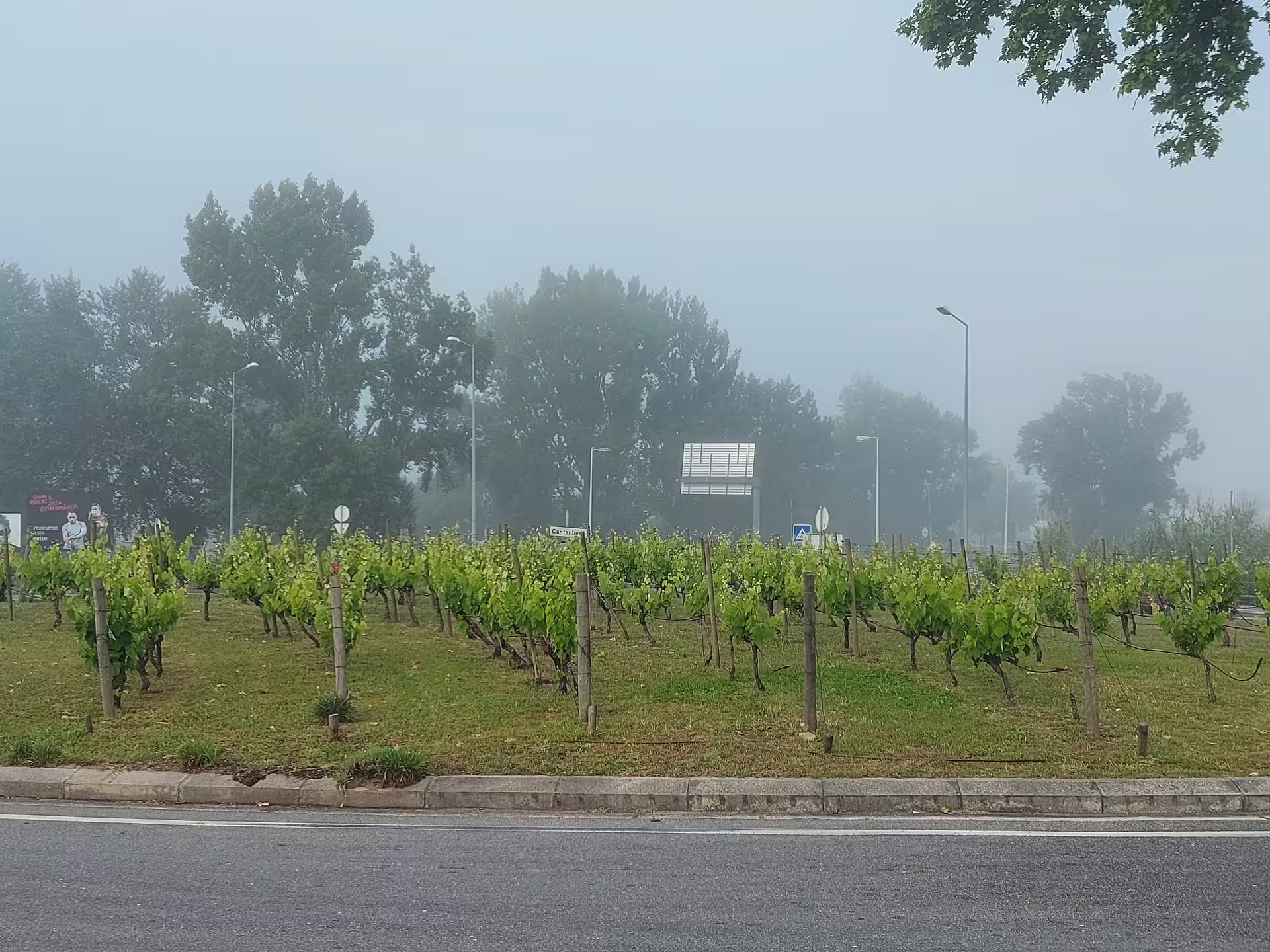 Lush vineyard landscape on a misty day in Aveiro, perfect for a private tour of sparkling wine cellars and piglet tasting.