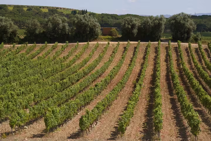 Lush vineyard landscape in Aveiro, showcasing verdant rows of grapevines under a clear sky, perfect for a sparkling wine tour.