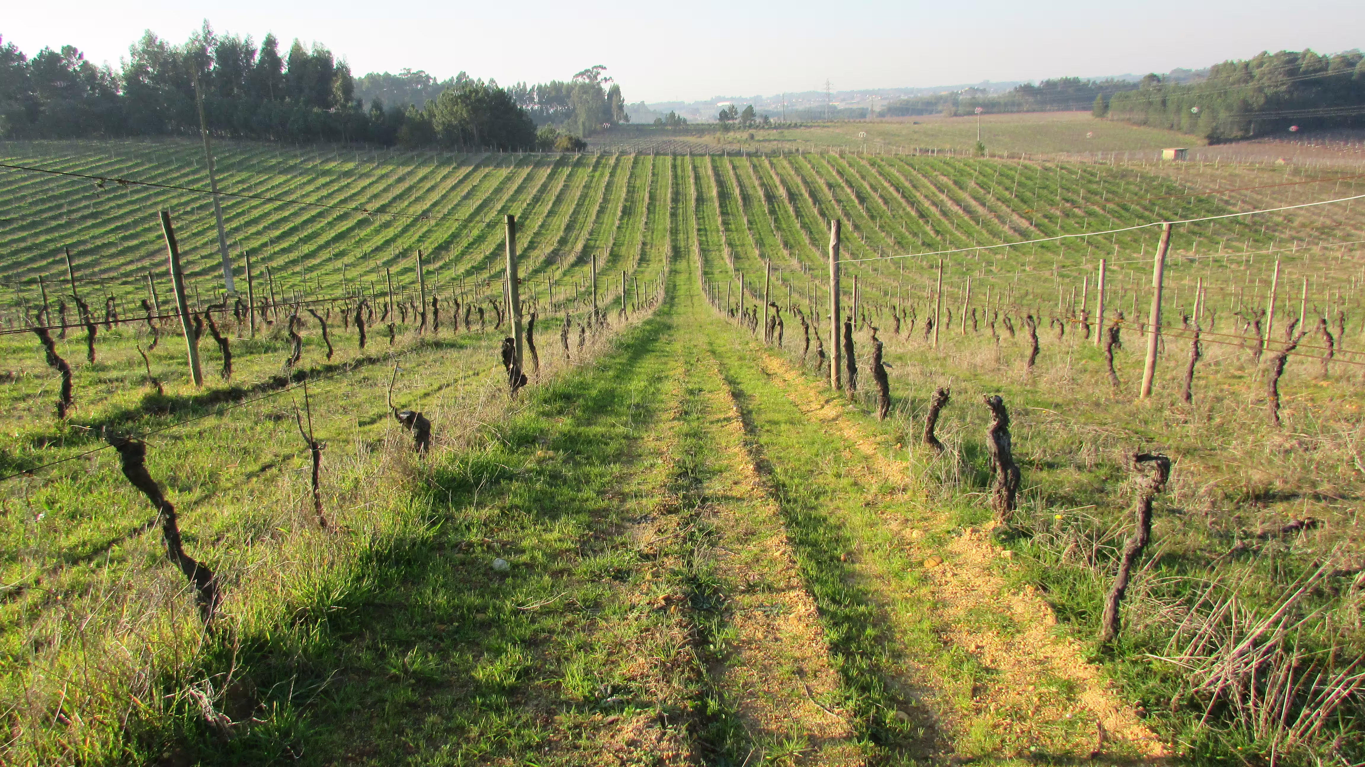 Expansive vineyard landscape in Aveiro, perfect for private tours exploring sparkling wine cellars and piglet tasting.