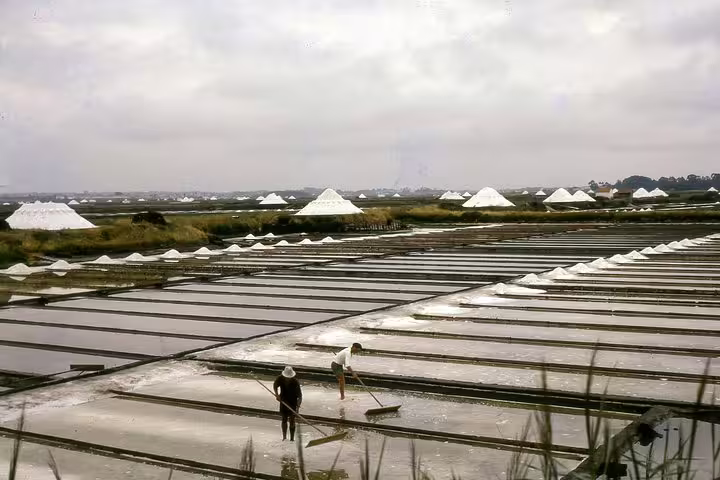 Traditional salt pans with workers harvesting salt, a cultural experience on the Aveiro half-day boat tour.