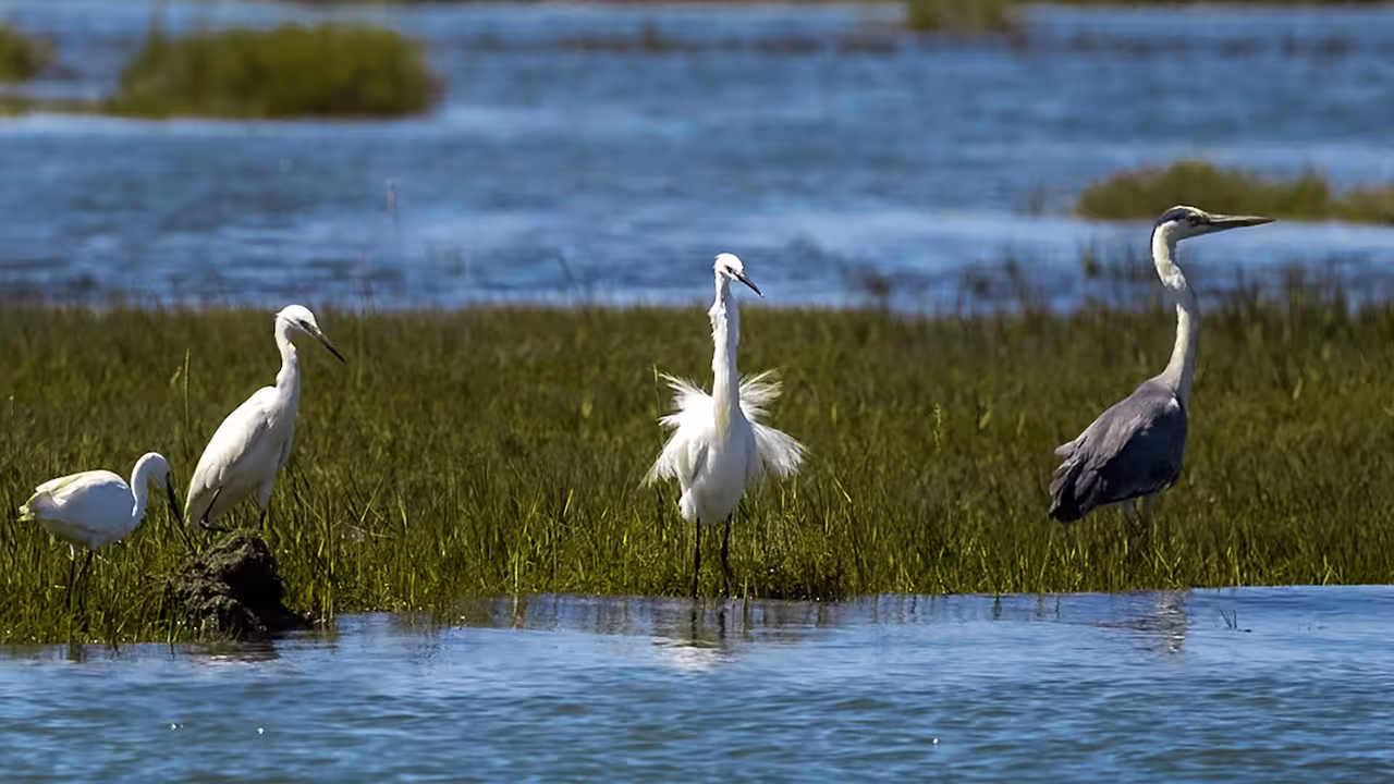 Egrets and grey heron standing in Ria Formosa wetlands during a wildlife catamaran nature tour in Portugal
