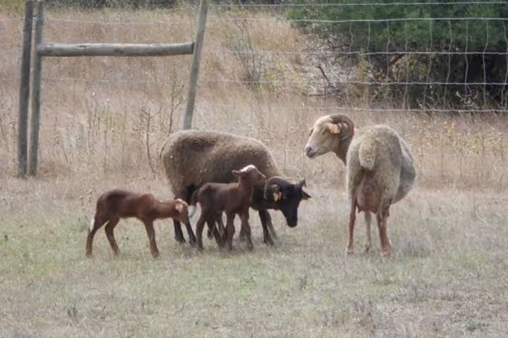 Sheep and lambs grazing in a rustic field, showcasing the authentic rural setting of the Azeitão cheese workshop and Sesimbra tour.