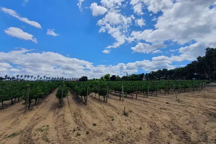 Lush vineyard under a vibrant blue sky in Azeitão, Portugal, perfect for wine tasting on the Arrábida and Setúbal tour.