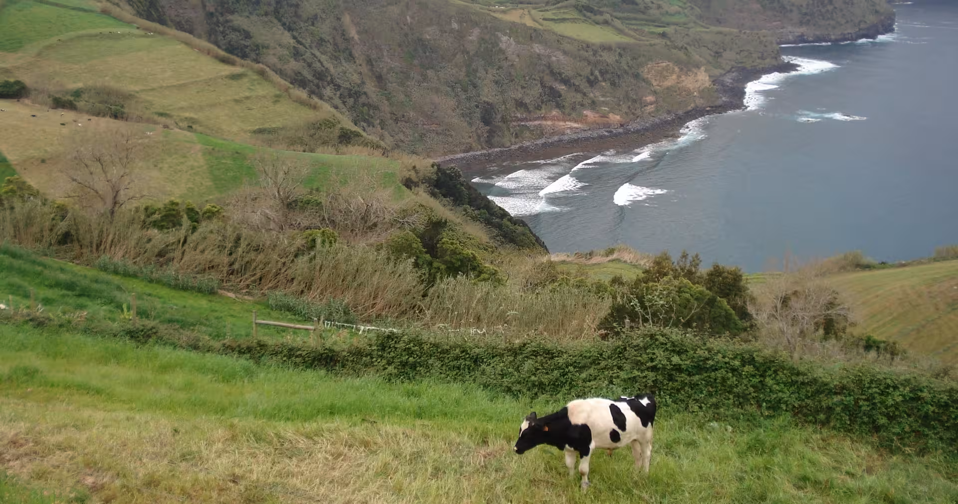 Grazing cow above dramatic Azores coastline and Atlantic waves, scenic viewpoint on a 4-day island adventure