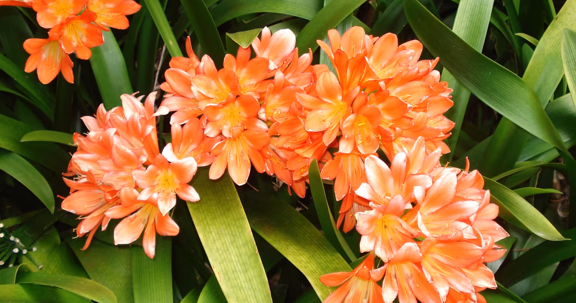 Vibrant orange Azores flowers in lush greenery, a nature highlight on a 4-day island tour and hiking getaway