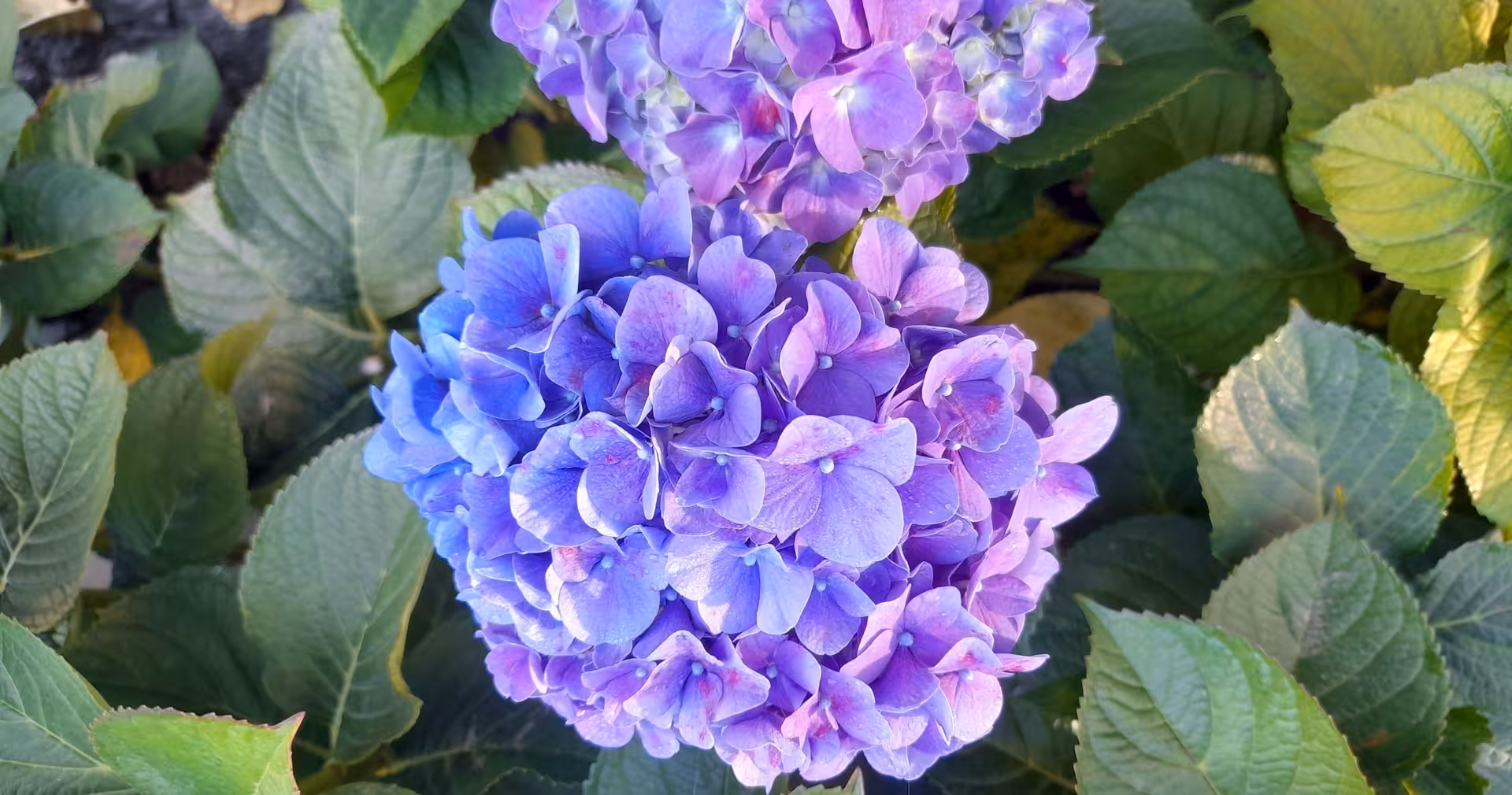 Close-up of purple hydrangeas in Azores gardens, a colorful nature stop on a 4-day island tour