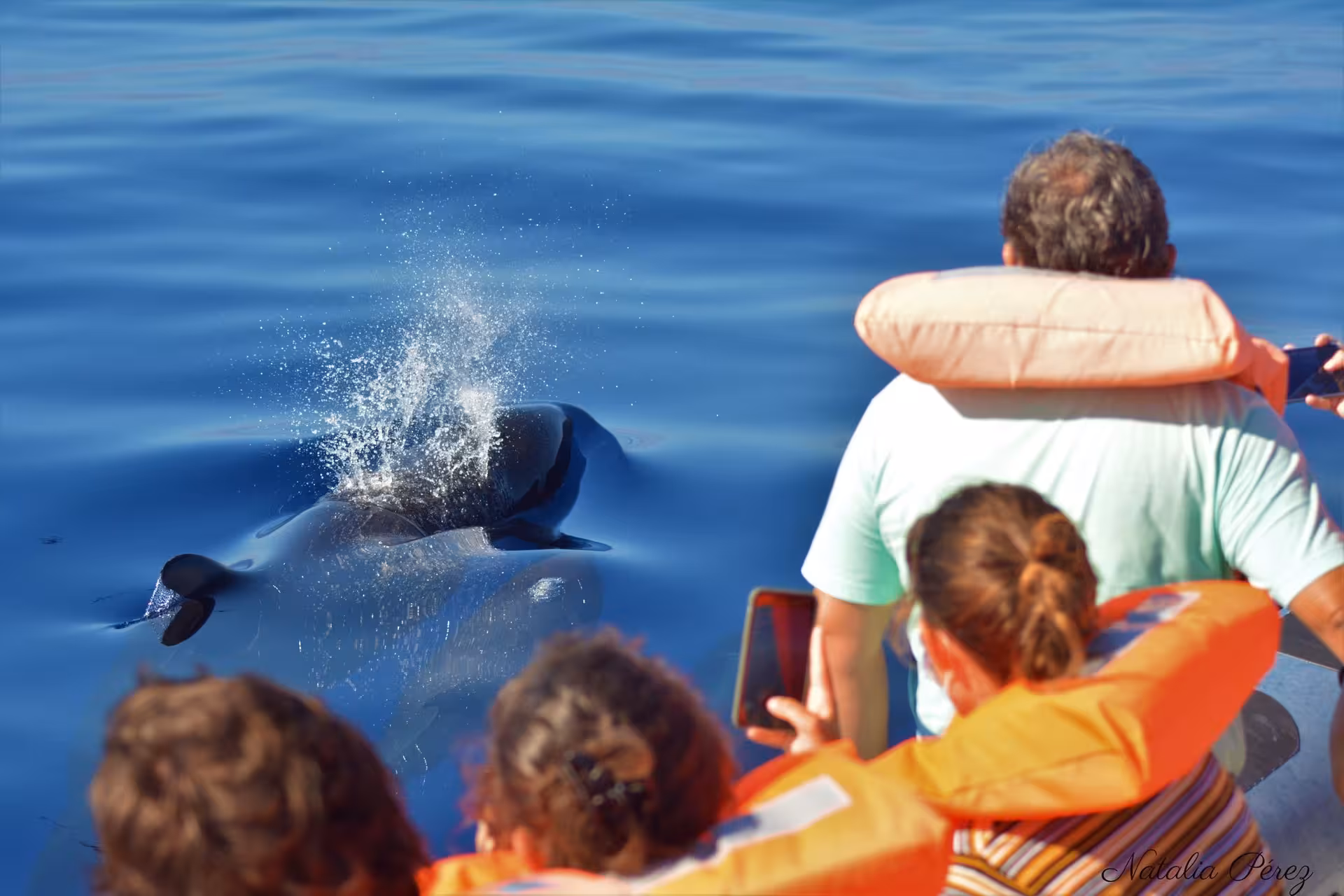 Guests on Azores whale watching boat spot a surfacing dolphin near São Miguel on full-day tour with lunch