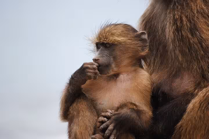 Young baboon sitting thoughtfully against a clear sky on the Chapman’s Peak route, Cape Town wildlife tour.