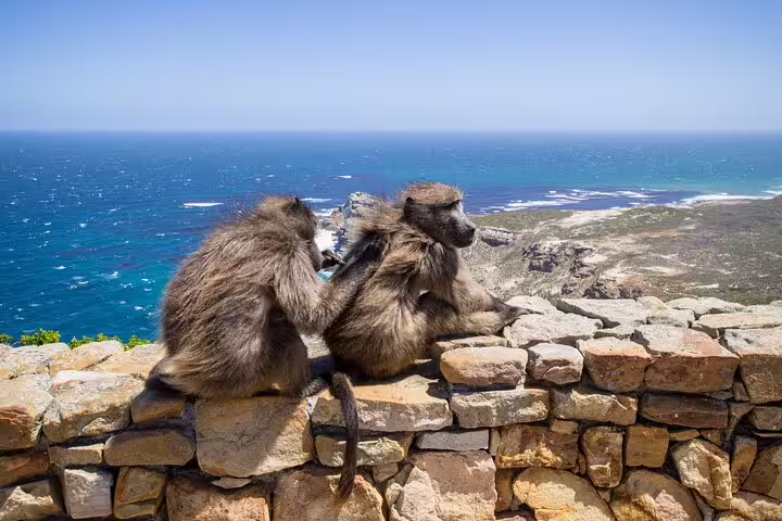 Baboons sitting on a stone wall overlooking the scenic coastline at Cape of Good Hope during a private tour.