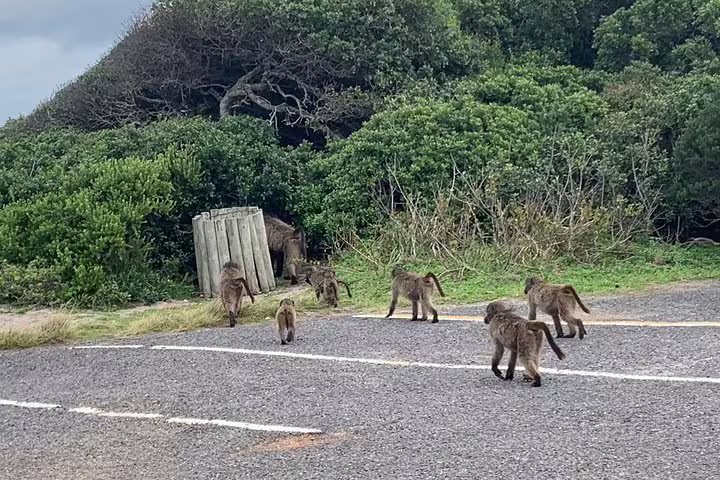 Group of baboons crossing a coastal road surrounded by lush greenery in Cape Peninsula, South Africa.