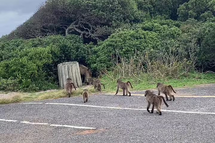 Baboons roam freely near lush greenery in Cape Town, showcasing the vibrant wildlife on a South African tour.