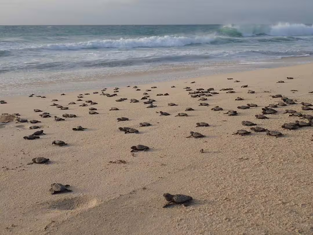 Baby sea turtles hatchlings crawling to the ocean at sunrise, memorable sea turtle observation and conservation tour