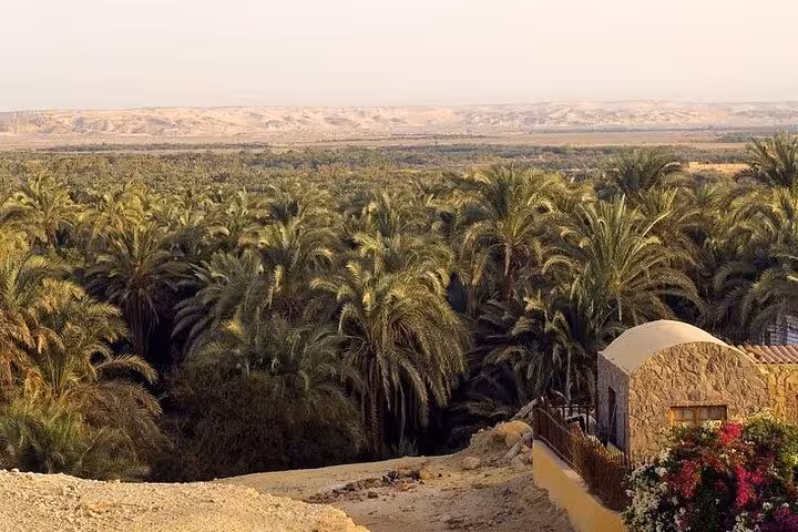 Bahariya Oasis palm grove view with desert hills, eco camping stop on 3 Days Bahariya Oasis tour