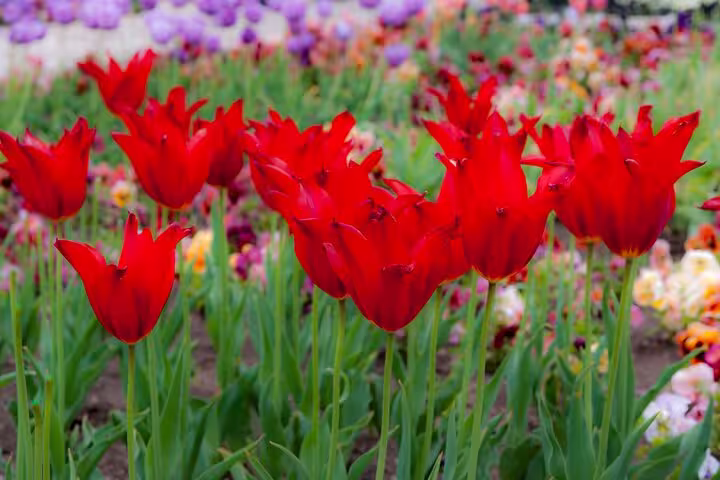 Close-up of vivid red tulips in the Balchik Palace garden, a highlight of the walking tour's botanical beauty.