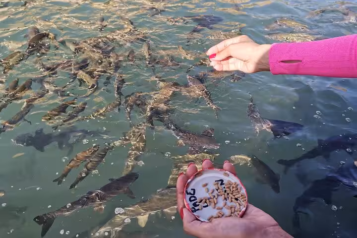 Feeding fish at Balıklıgöl sacred pool in Şanlıurfa, included stop on Göbeklitepe tour from Istanbul