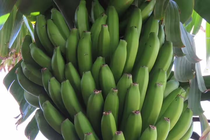 Lush green bananas hanging in the sun, a highlight of the Guided Tour Beyond Vineyards Cabo Girão Skywalk and 4x4 Adventure.