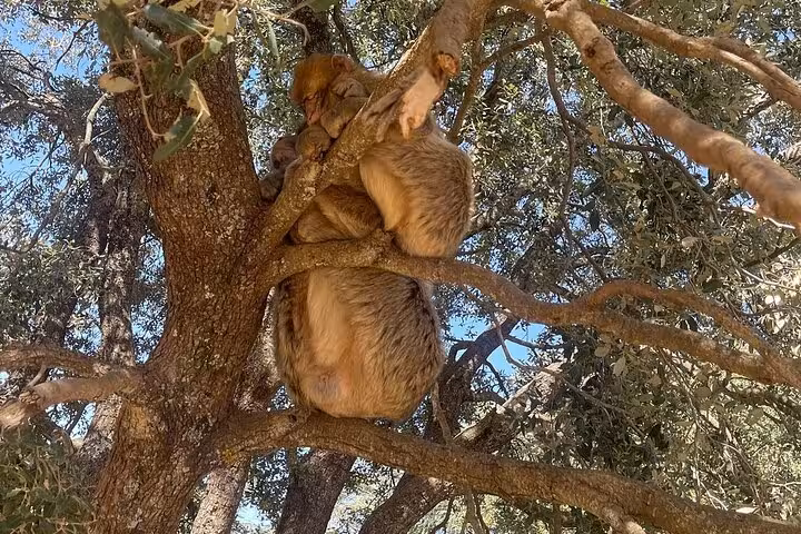 Barbary macaques resting in a tree, showcasing local wildlife on the Merzouga Desert Tour from Fes.