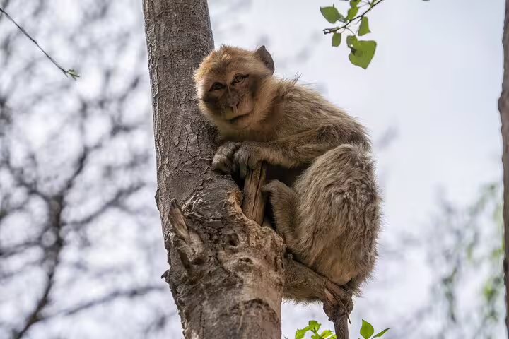 Barbary macaque perched in a tree in Morocco, wildlife encounter on the Ourika Valley and Atlas Mountains tour