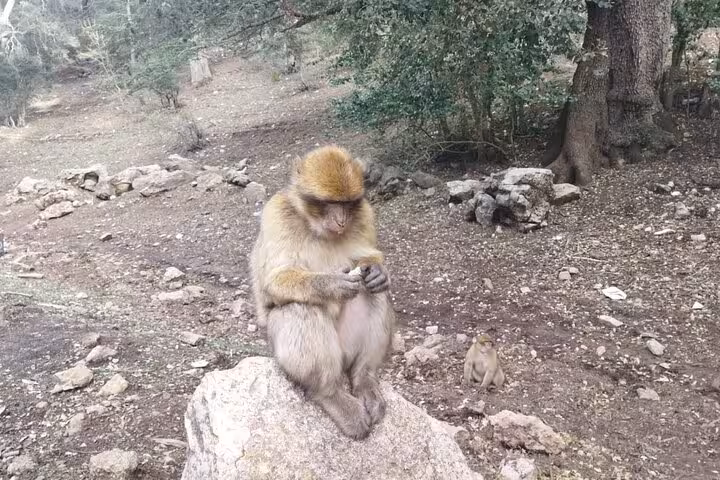 Barbary macaques in the lush cedar forests of the Atlas Mountains, a highlight of the Fes to Marrakech desert tour.