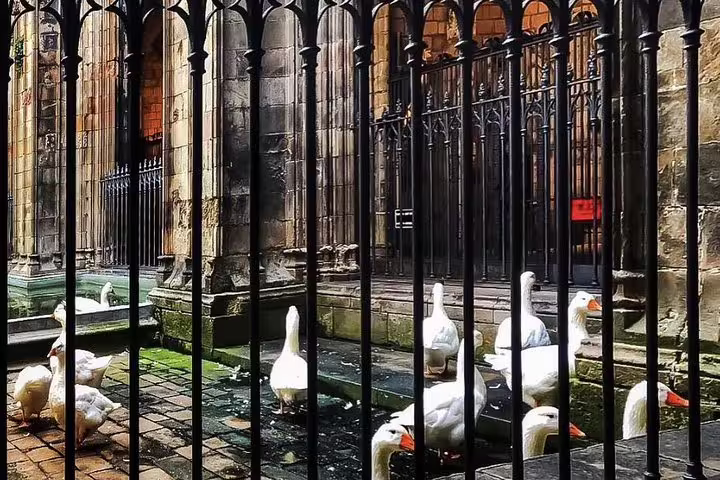 Geese roam the historic cloister of Barcelona's Gothic Cathedral, offering a glimpse into its medieval charm.