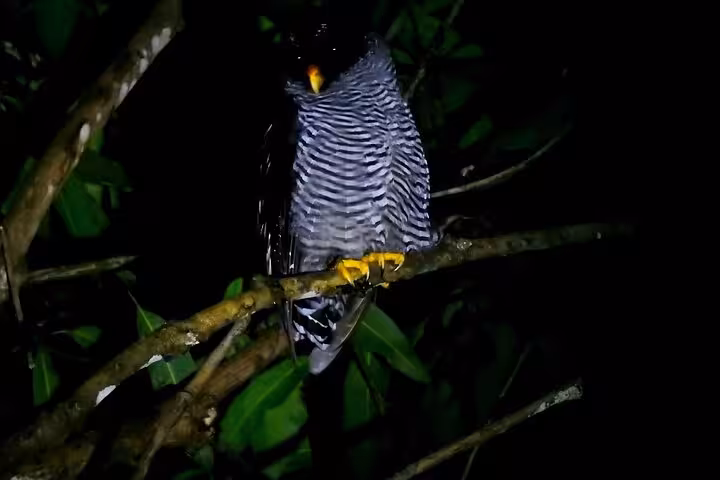 Barred owl perched on a branch at night during private bird watching tour in lush forest setting.