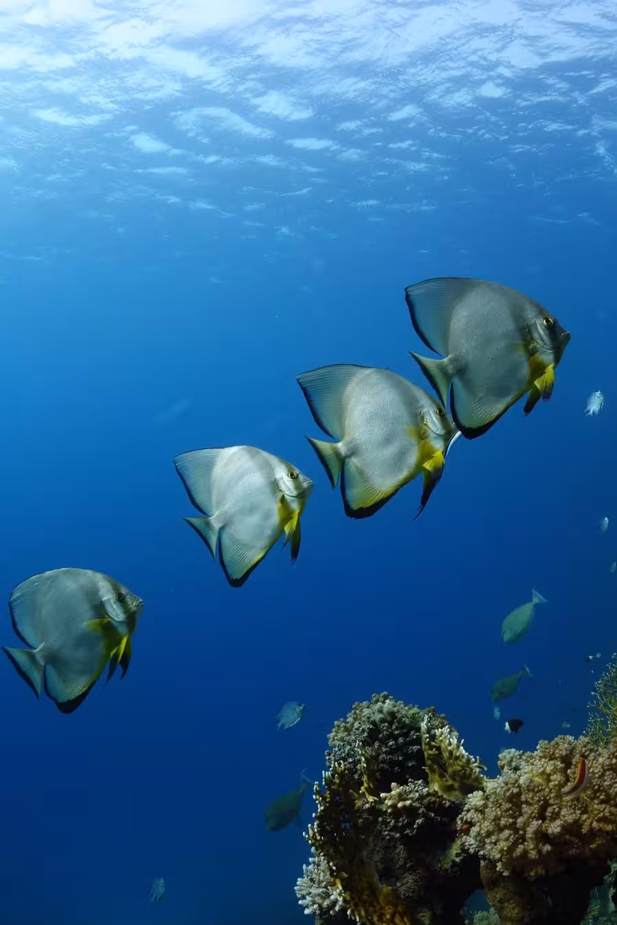 School of batfish swimming gracefully over a coral reef in Marsa Alam, Egypt, ideal for diving enthusiasts.