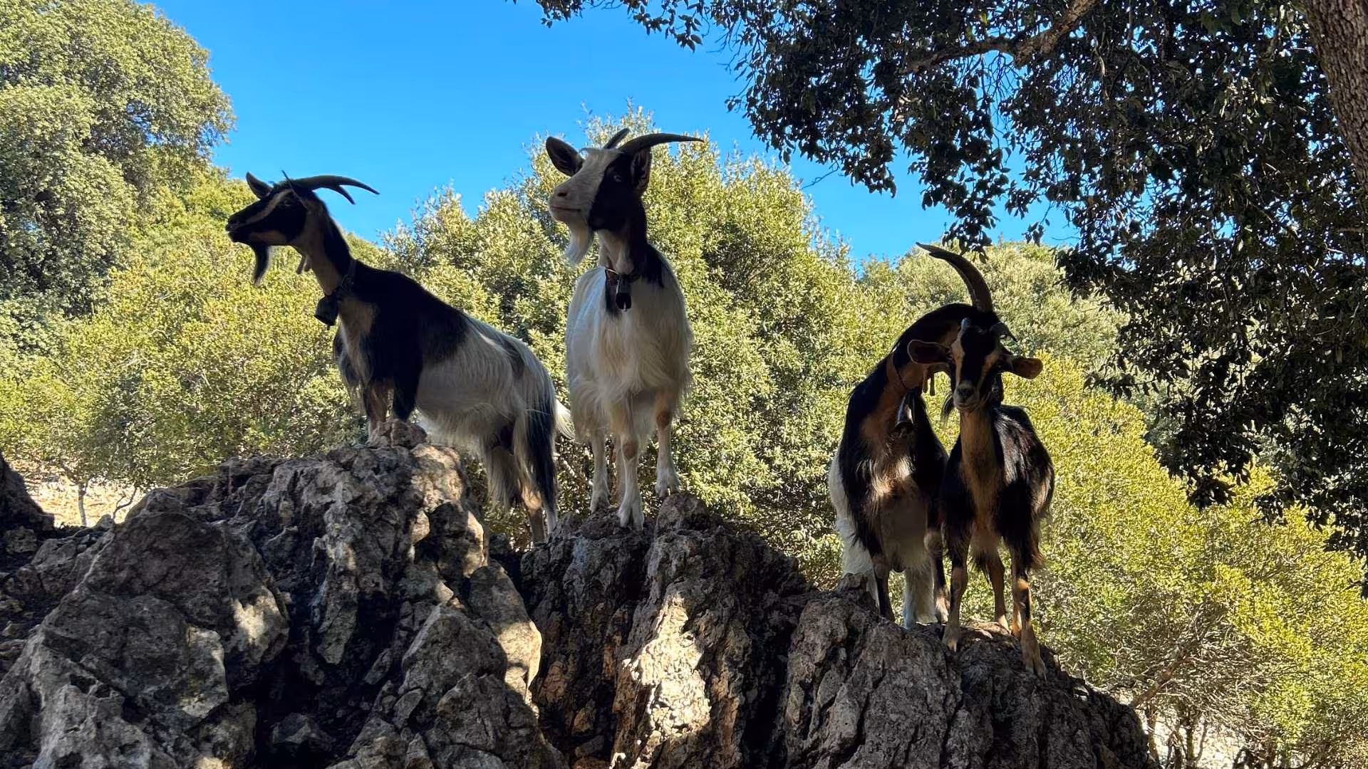 Four goats stand majestically on rocky terrain under a clear blue sky during a Baunei buggy tour to Punta Salinas.