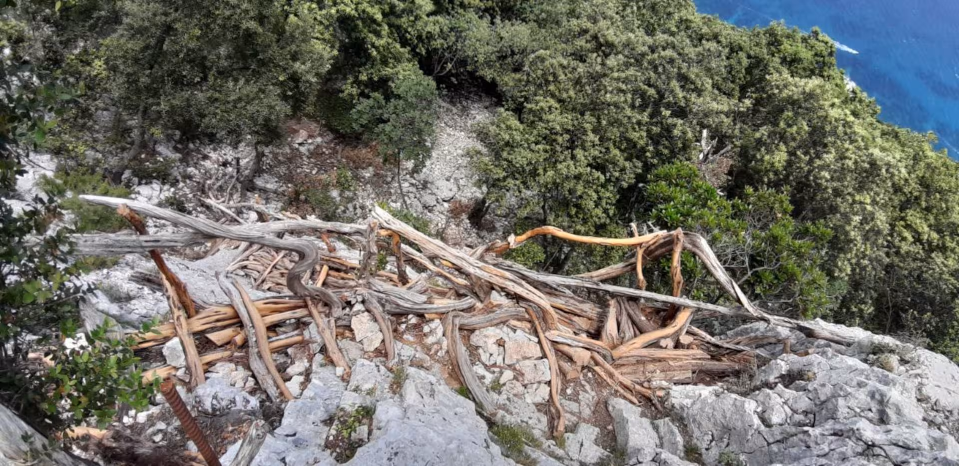 Rugged rocky path with twisted tree roots leading to Cala Mariolu, offering a challenging trekking experience from Baunei.