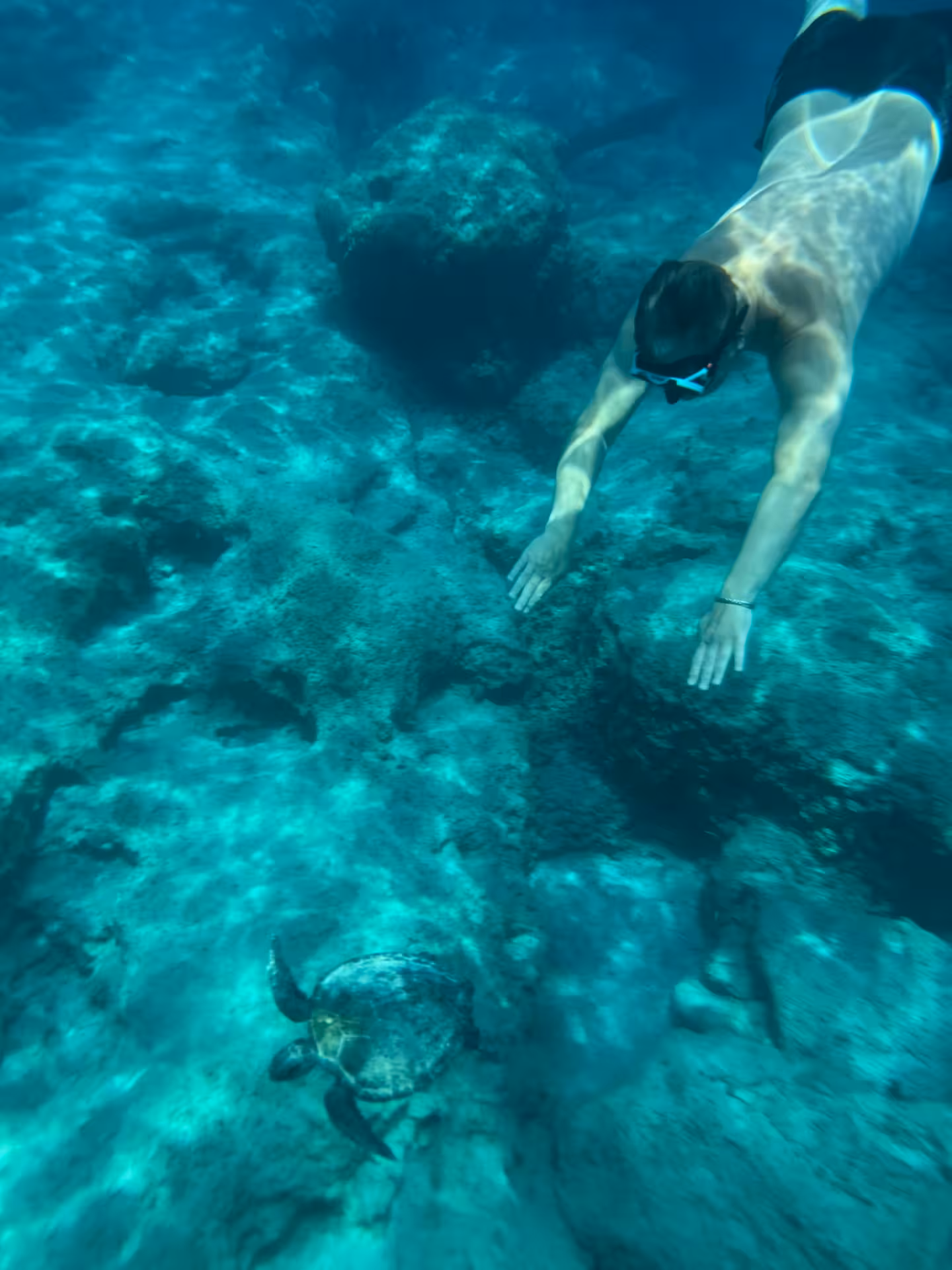 Snorkeller swimming above rocky seabed with sea turtle on the Bayliner M17 Cave & Snorkelling Experience, 3 hour tour