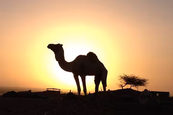 Camel silhouette at sunset near Bedouin desert camp on Marsa Alam jeep safari with dinner and stargazing