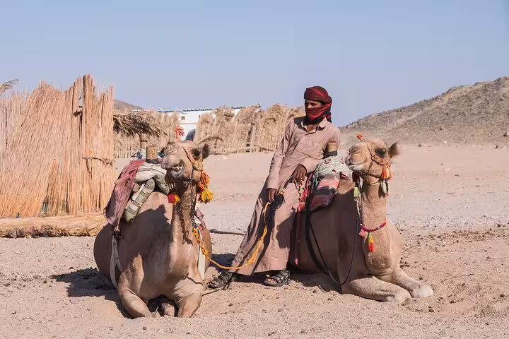 Bedouin guide with resting camels in Marsa Alam desert camp, part of sunset safari quad ATV and camel ride