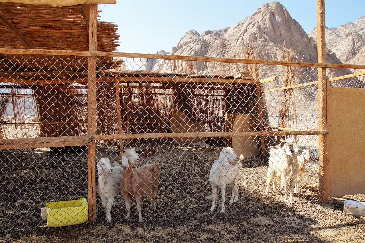 Goat pen at Bedouin village stop on Hurghada Jeep desert safari, with Red Sea mountains in background