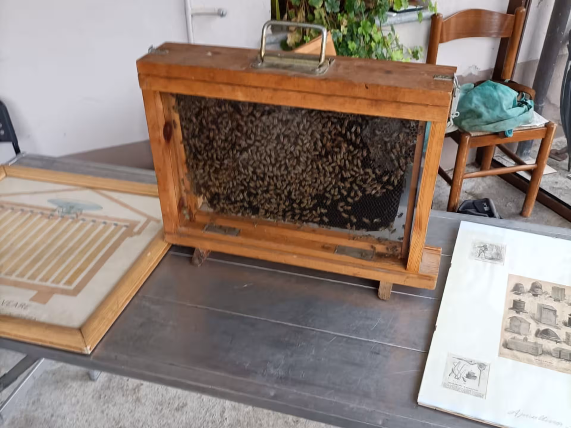 Close-up of a bee observation box and educational materials at a honey tasting experience in Monferrato.
