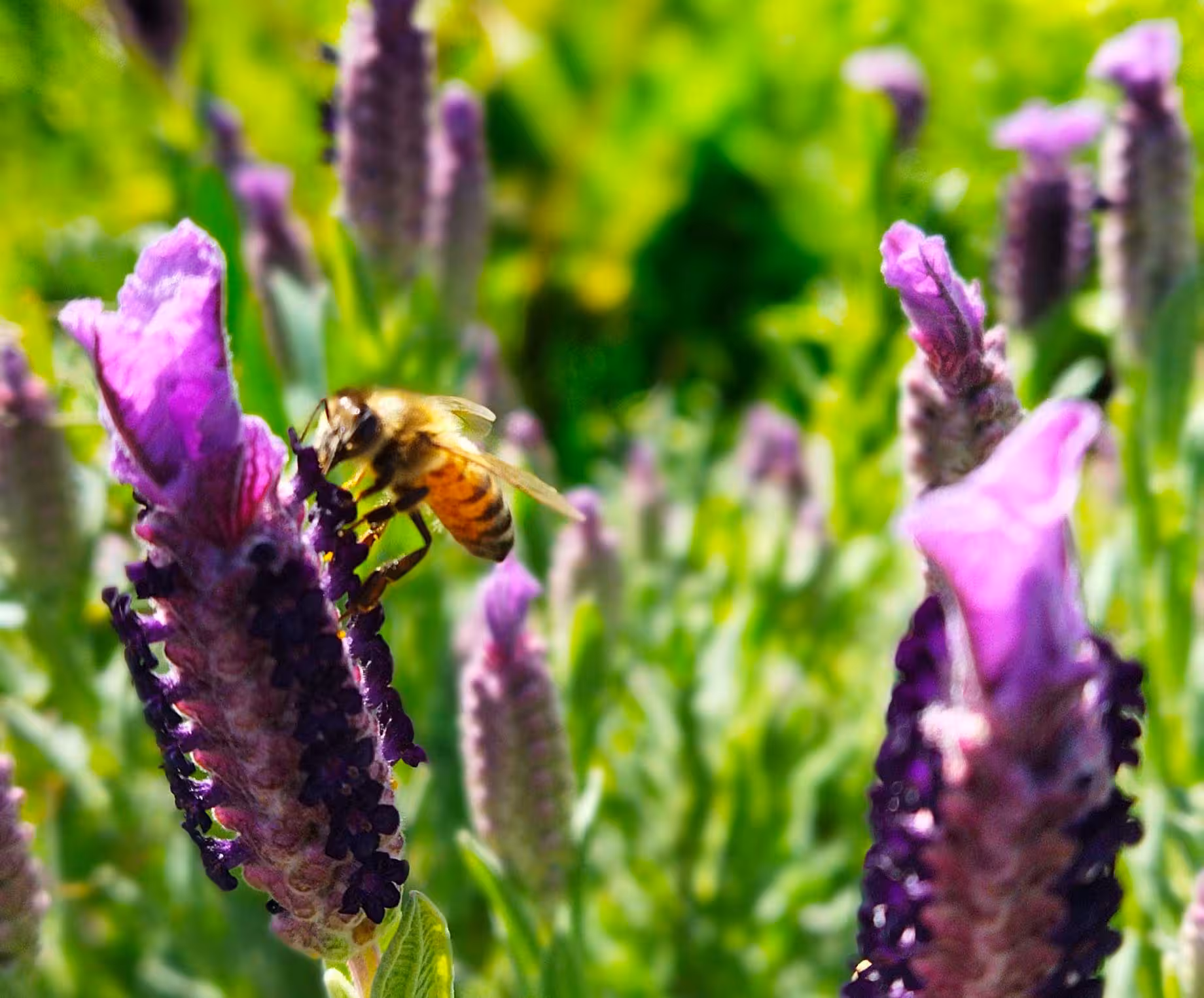 Close-up of a bee pollinating vibrant purple lavender flowers in a lush green field in Bosa.