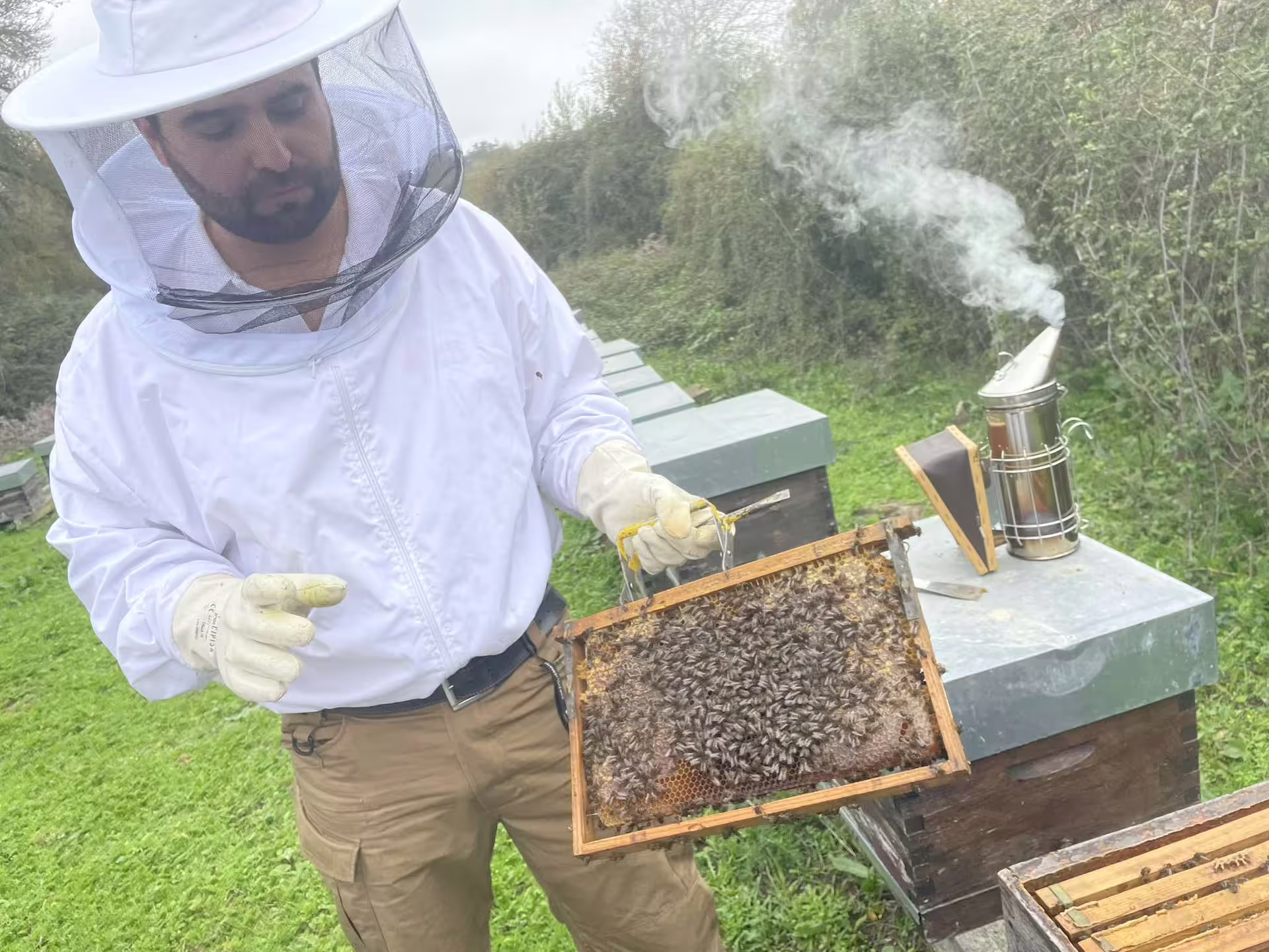 Beekeeper in protective gear inspecting a honeycomb frame in a lush apiary near Évora.