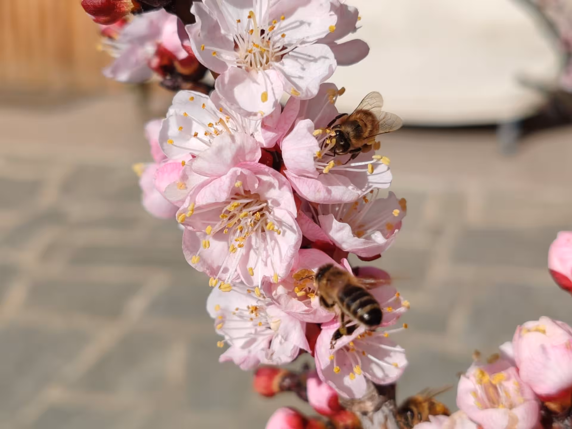 Close-up of bees pollinating pink blossoms in Monferrato, highlighting nature on a beekeeping tour and honey tasting.