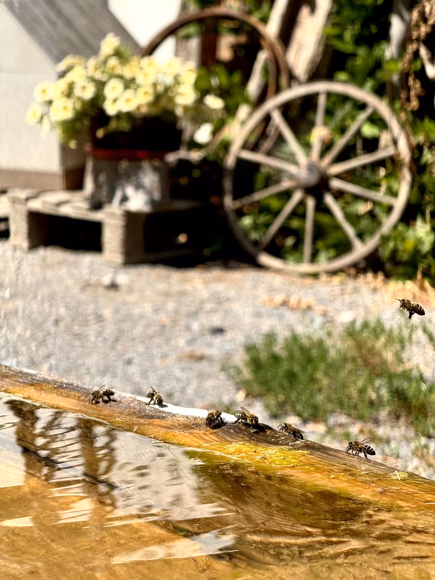 Bees on a rustic water trough in the Swiss Alps, nature moment on the Iseltwald & Giessbach e-bike tour