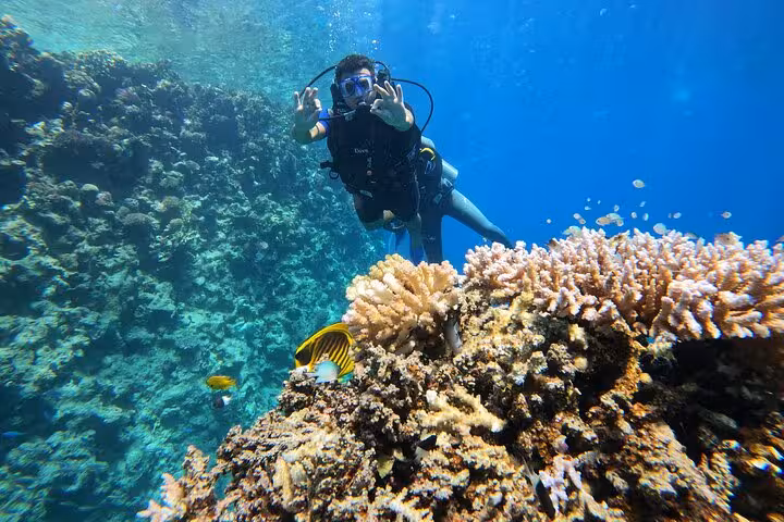 Beginner scuba diver gliding above vibrant coral reef and tropical fish on a discovery dive experience