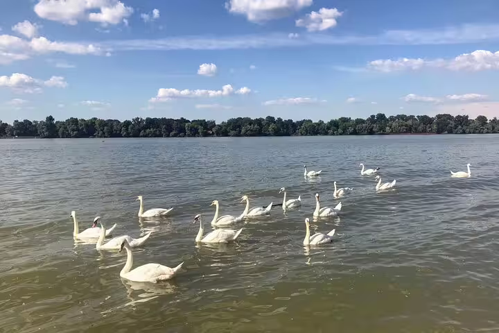 White swans gliding on the Danube in Belgrade, serene nature stop on Your Own Belgrade city tour