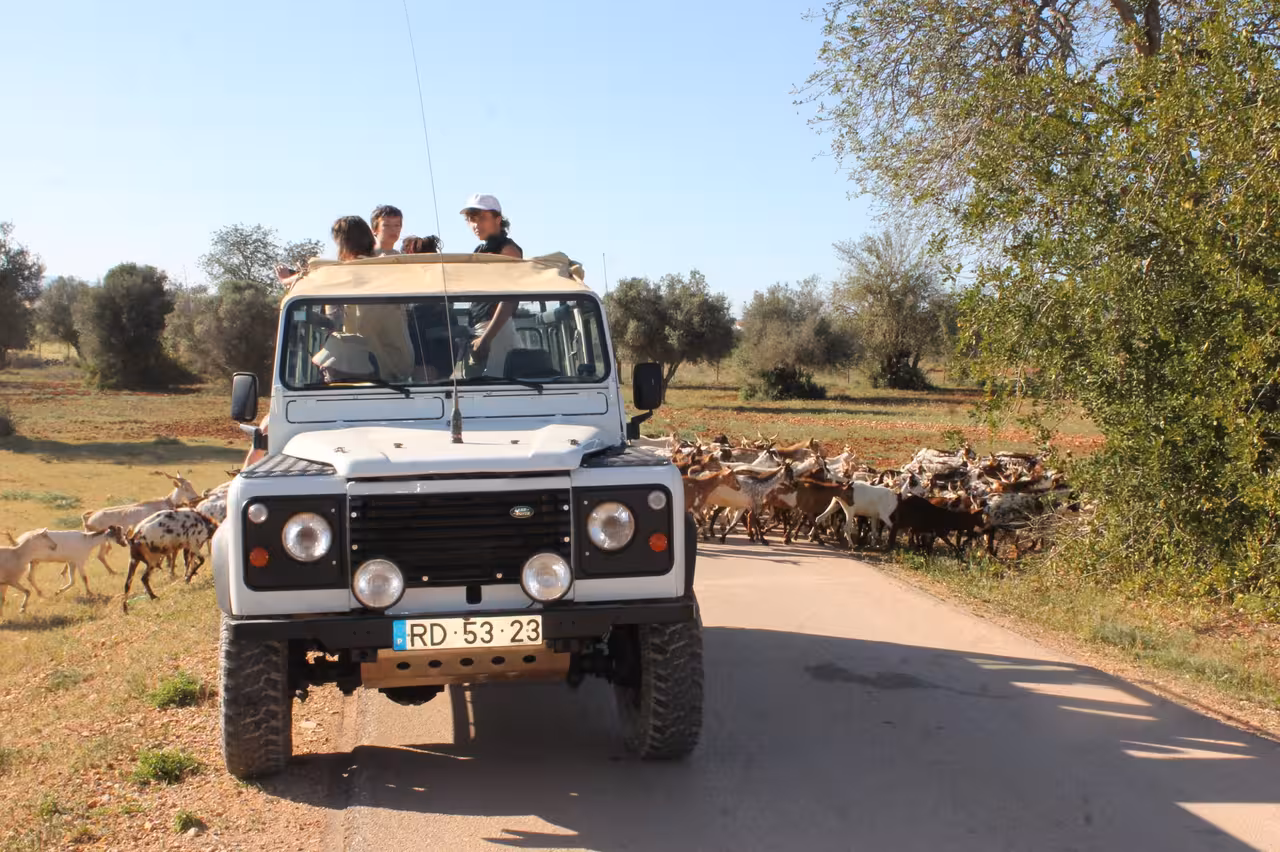 Benagil cliffs jeep safari 4x4 on a rural Algarve road with passengers watching a herd of goats
