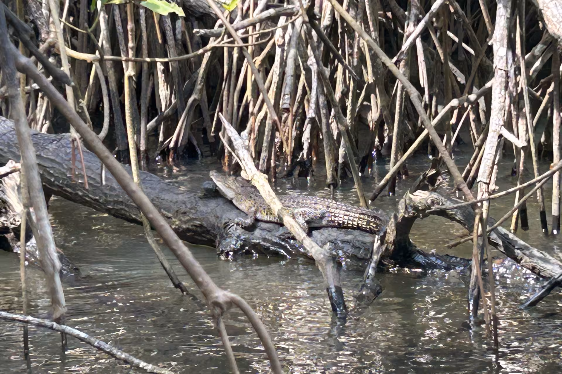 Crocodile resting on a fallen log among mangrove roots during Bentota River safari boat trip in Sri Lanka