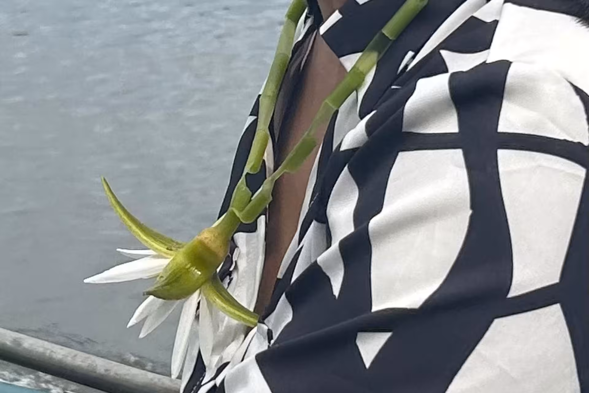 Water lily picked on Bentota River safari boat, a local mangrove flower souvenir in Sri Lanka