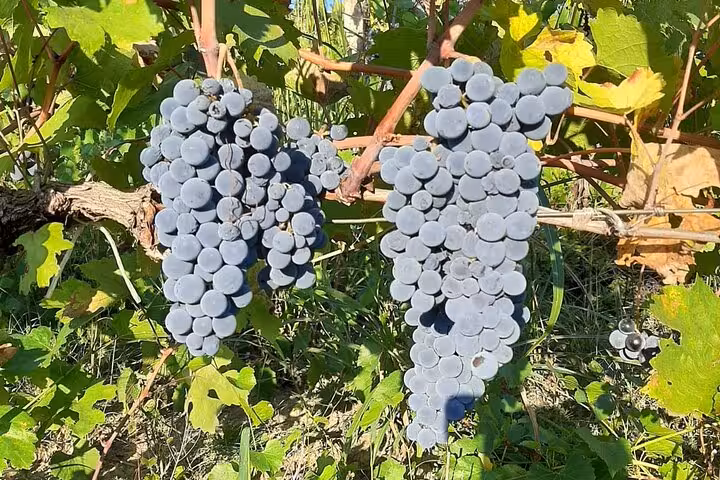 Clusters of dark grapes hanging on vines in Berat's picturesque vineyard setting.