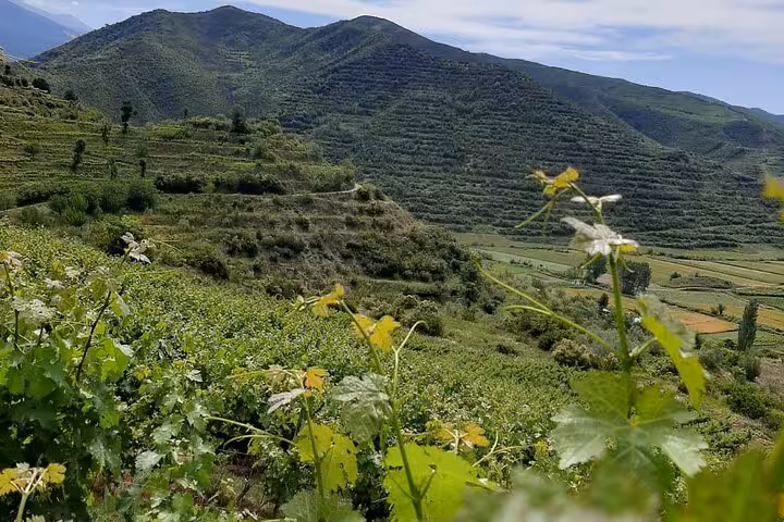 Scenic view of lush vineyards and rolling hills in Berat, perfect for 4x4 off-road adventures.