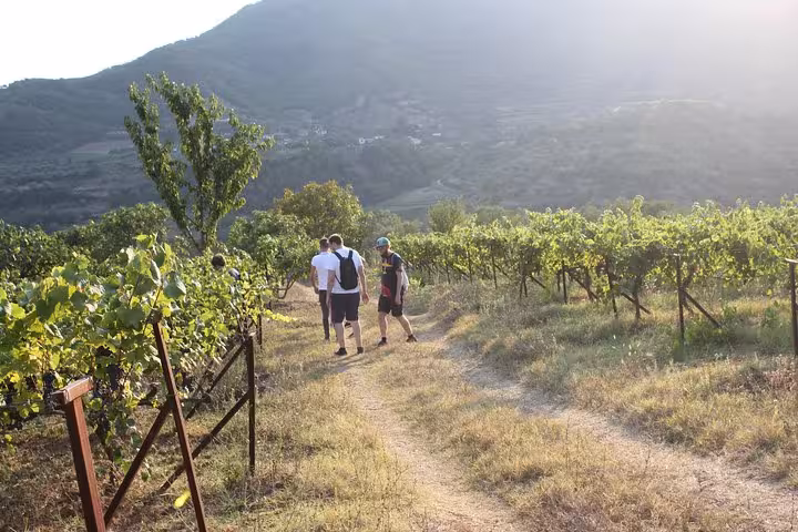 Visitors enjoying a walk through vibrant vineyards in Berat under a sunny sky on the Grand Wine Tasting & Food Tour.