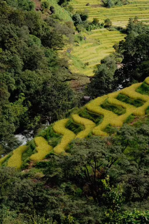 Lush green terraced rice fields in Bhutan's scenic countryside, perfect for a 12-day immersive cultural tour.