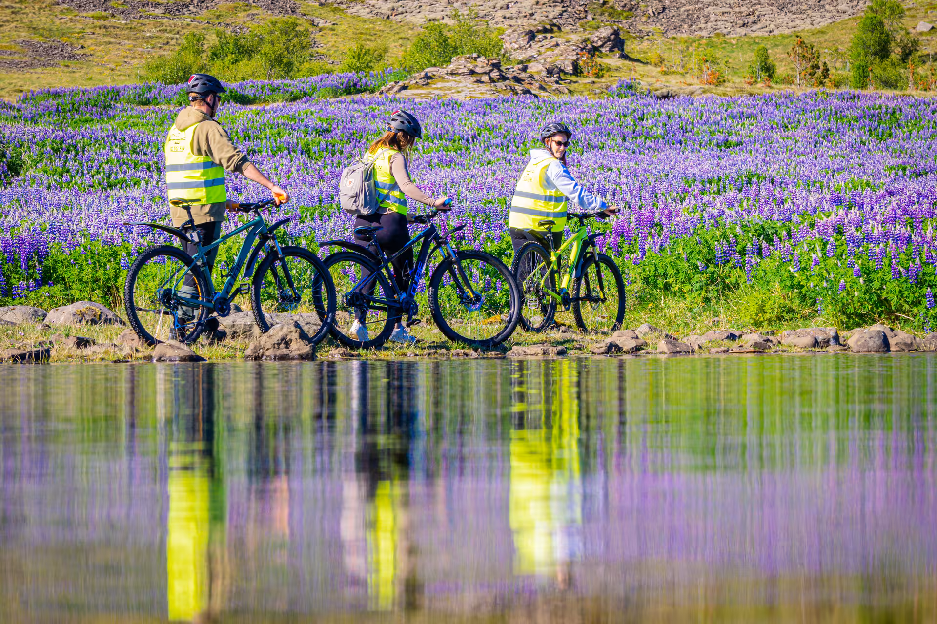 Cyclists enjoy a scenic bike tour through vibrant lupine fields in Iceland's East Fjords.
