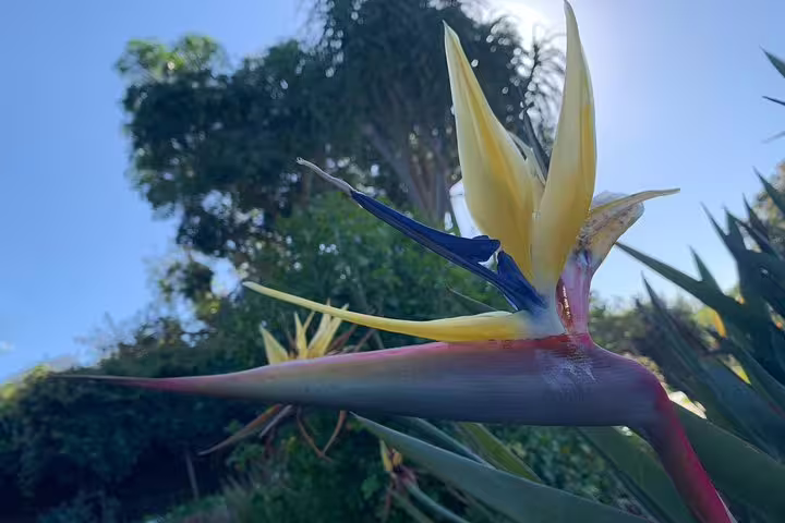 Close-up of a vibrant Bird of Paradise flower blooming in Cape Town's Kirstenbosch Botanical Gardens.