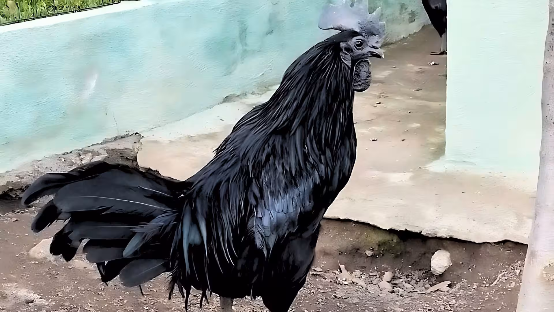 Rare black chicken roaming freely on a Burgos farm, offering a unique experience for farm visits and tastings.